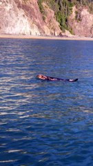 Sea Otter Swims by Boat Chewing Shells