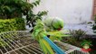 Indian Ringneck Parrot Making Clicking Sounds
