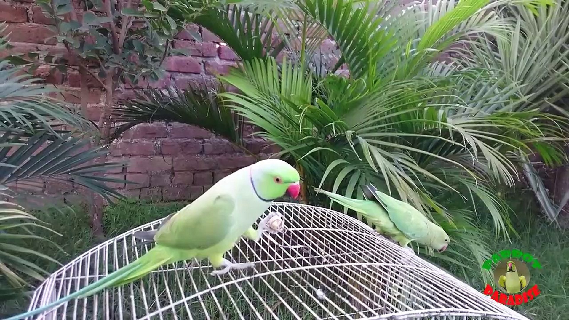 ⁣Indian Ringneck Parrots Peanut Time!