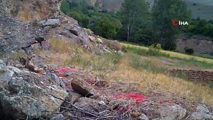 Anne tilki ve 4 yavrusu yuvalarında görüntülendi