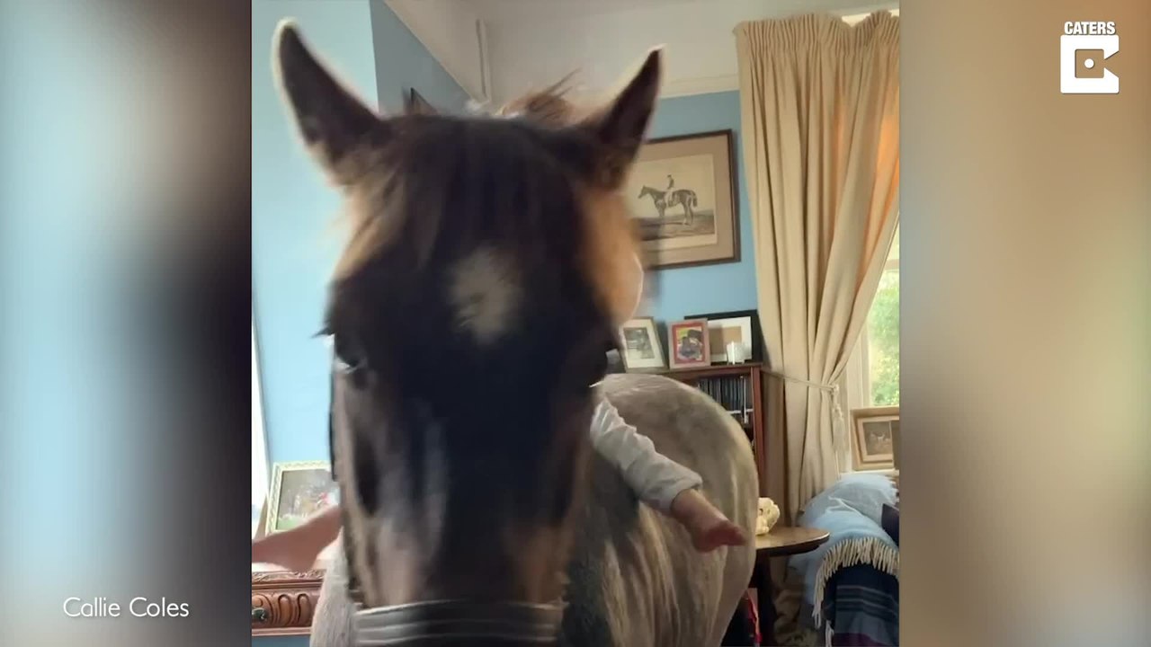 Mitbewohner gesucht? Dieses Pferd hat WG-Erfahrung!