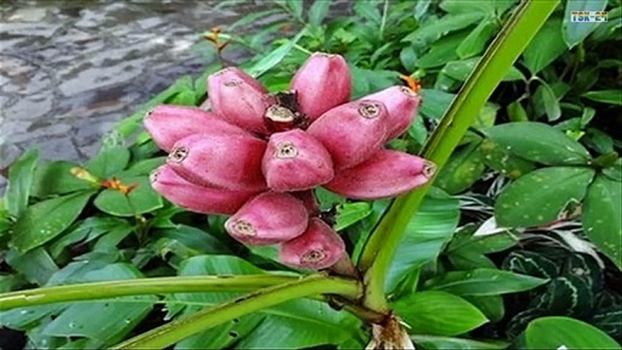 151. WOW! Amazing Strange Banana trees - New Agricultural Technology