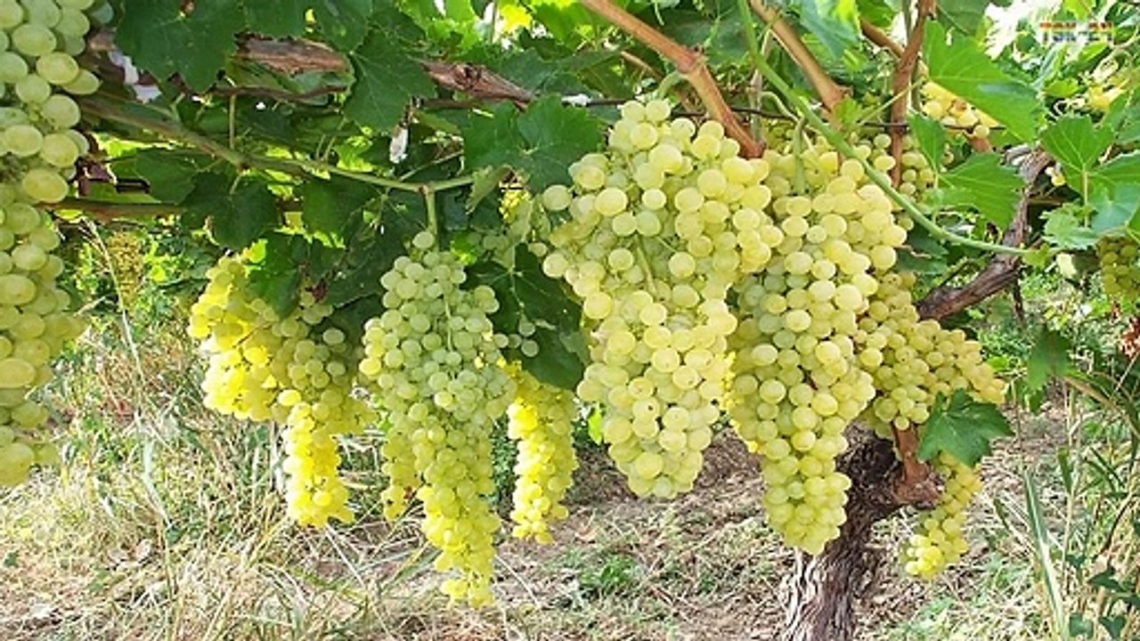 WOW! Amazing New Agriculture Technology - Grape