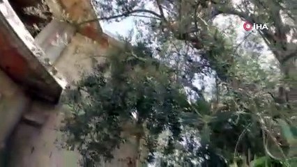Bitişiğine villa yapılan 1500 yıllık zeytin ağacının tescili için çalışma başlatıldı