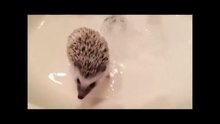 How to give a Hedgehog a bath  -)