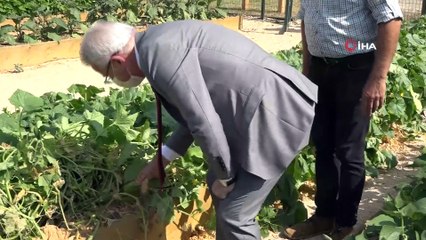 İhsaniye Mini Bostan'ında hasat zamanı