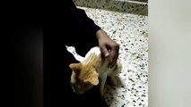 An Obsessed Stray Cat become my Friend