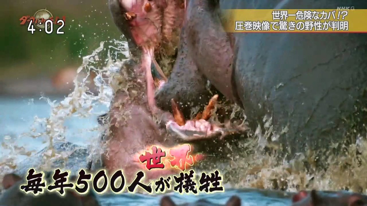 ダーウィンが来た 世界一危険 野生のカバに密着１年 動画 Dailymotion
