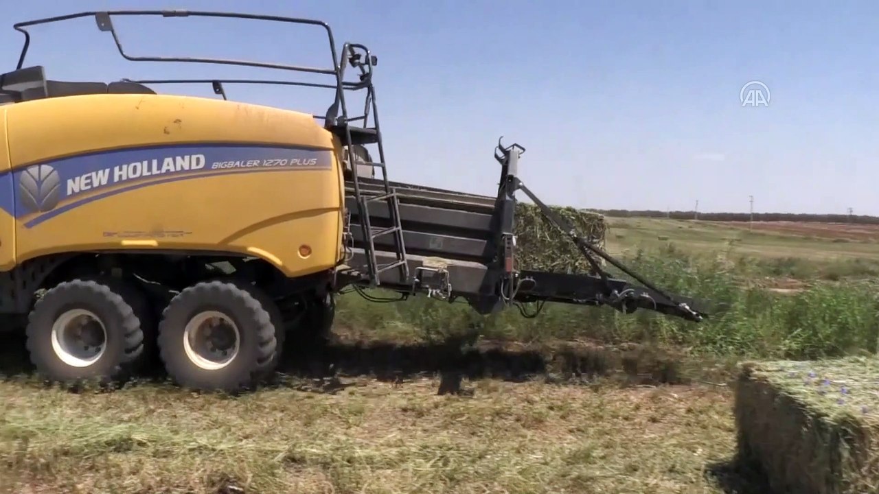 Suriye sınırında yetiştirilen yoncada hasat zamanı - ŞANLIURFA
