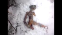 Strange Things Found Frozen in Ice - Reality Tv