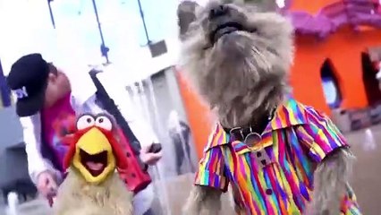 Dog sings Cotton Eye Joe