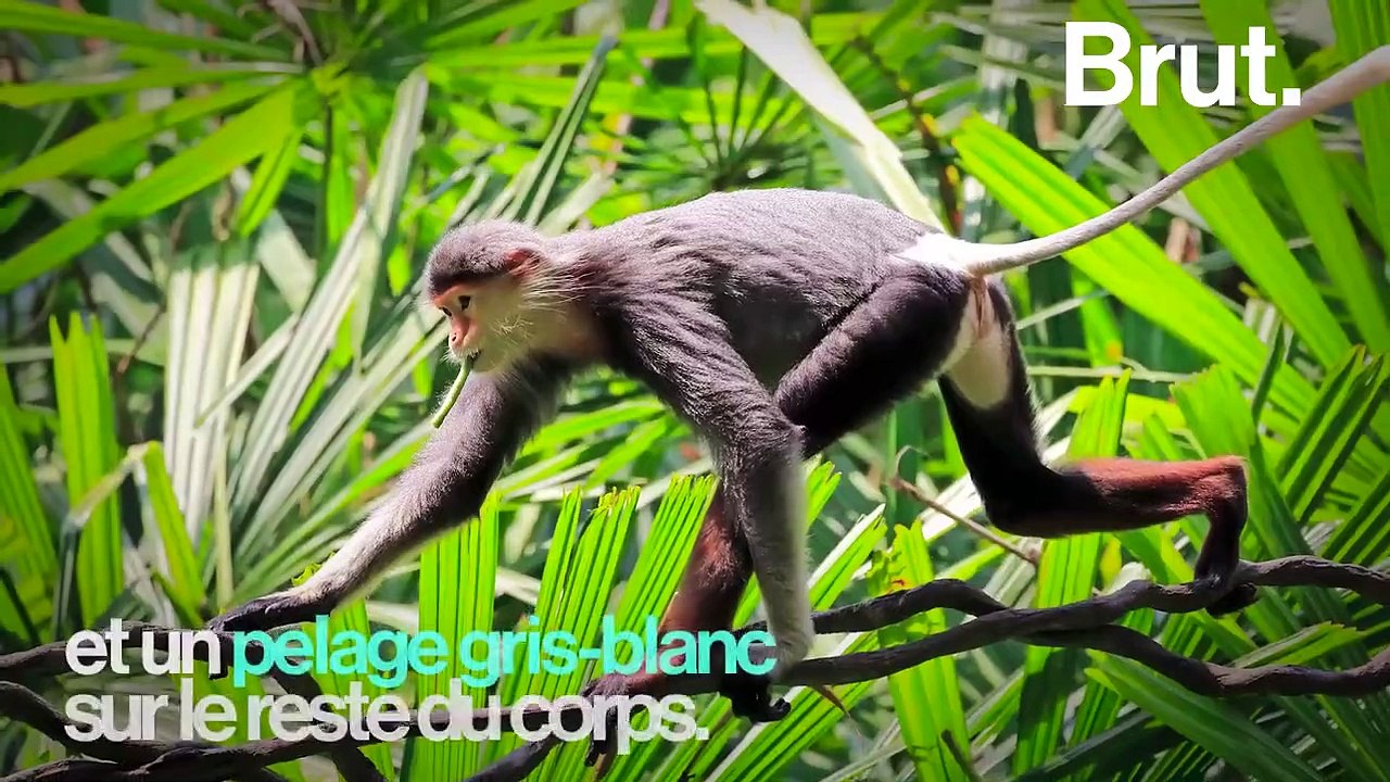 Le plus beau singe du monde, ou "singe costumé"