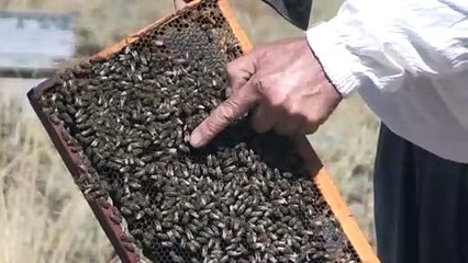 Kaliteli bal üretimi için Erciyes'e geliyorlar - KAYSERİ
