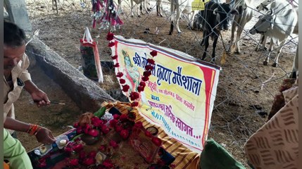 37 लाख 85 हजार लागत से गोशाला की भूमि पूजन हुआ लारनी