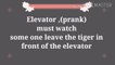 Elevator (PRANK)  Must Watch .  Some one leave  the Tiger in front of the Elevator.