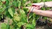Champagne Vineyards in France Harvest Grapes Early Amid Pandemic