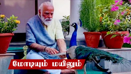 Modi Peacock | தமிழ் கடவுள் முருகனின் வாகனம் மயிலுக்கு உணவு கொடுக்கும் மோடி | Oneindia Tamil