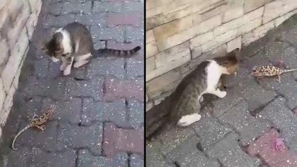 Kedi ile bukalemunun kavgası