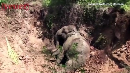 Download Video: Baby Elephant Rescued, Dead Leopard Found in Snare in Pair of Incidents in Sri Lanka