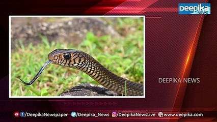 ഒരു 'പാമ്പ്' മൂലം ഉണ്ടായ വിന! മദ്യപിച്ച് പാമ്പിനെ കറിയാക്കിയ ആളെ വനംവകുപ്പ് പൊക്കിയത് ഇങ്ങനെ