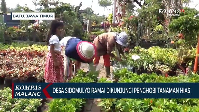 Desa Sidomulyo, Surga Tanaman Hias dan Bunga di Kota Batu