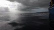 Great white shark breaches close to onlookers in attempt to eat bait dangling from boat