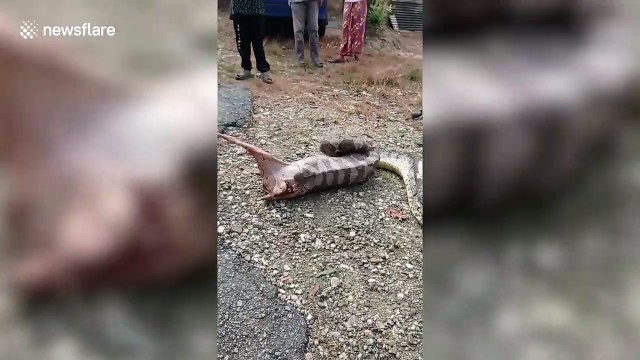 Python regurgitates goat that was used as live bait to catch snakes in Malaysia
