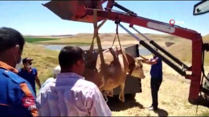 Siirt’te çamura saplanan ineği AFAD ekipleri kurtardı
