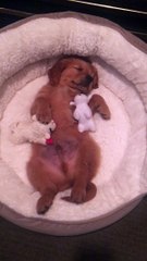 Puppy Enjoys Bedtime With His Favorite Toy