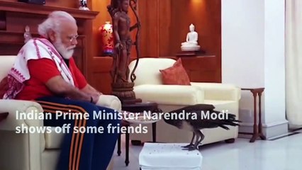 Indian Prime Minister Modi feeds peacocks