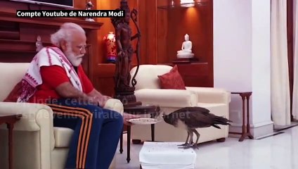 Inde: une vidéo du Premier ministre nourrissant des paons devient virale