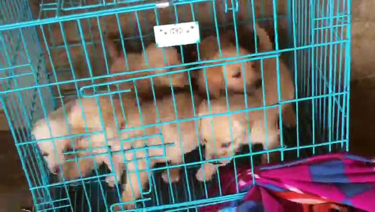 Free adoption Labrador puppies available in India,