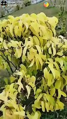 Saajan Film Hindi WhatsApp Status & Heartfelt Hundi Song 🎶