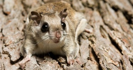 Au Japon, un petit écureuil ressemble incroyablement à un Pokémon !