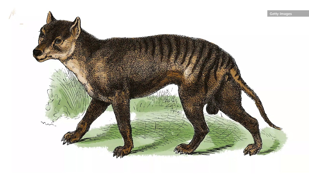 Tasmanian Tigers Were Smaller and Less Fierce Than Scientists Thought