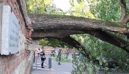 Vicenza - Albero cade in Contrà delle Chioare (21.08.20)