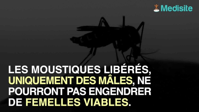 Floride : 750 millions de moustiques OGM relâchés, pour lutter contre la dengue