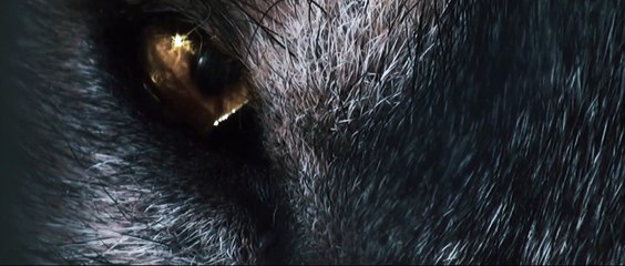 Nouveau maillot LOU Rugby 2020-2021