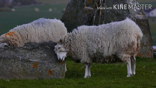 qurbani ke janwar ki umar ?| Qurbani ke masail | खुर्बानी के जानवर की उमर ? | malumat islam