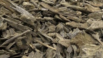 بخور العود الازرق و اختلاف كمية العود