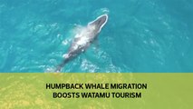 Humpback whale migration boosts Watamu tourism