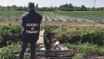 Caporalato, sequestrata azienda agricola nel Milanese: sfruttava 100 lavoratori (24.08.20)