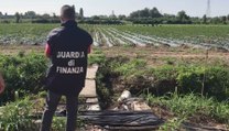 Caporalato, sequestrata azienda agricola nel Milanese: sfruttava 100 lavoratori (24.08.20)