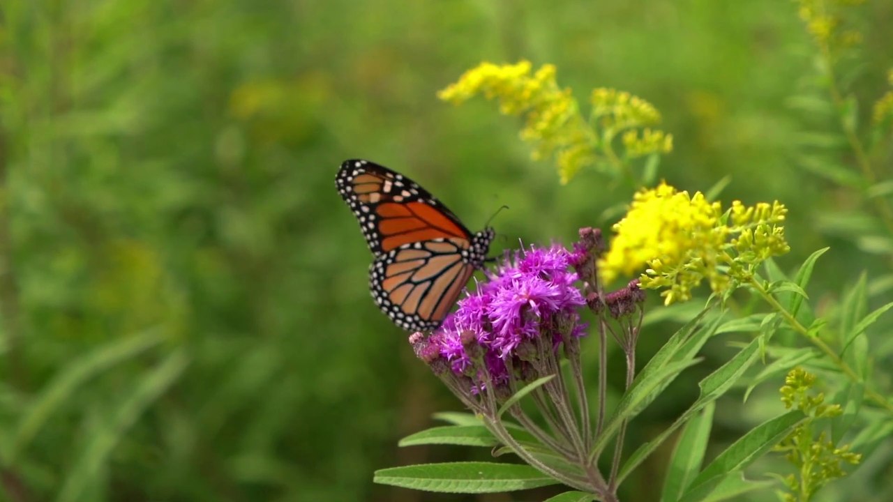 Butterflies Video 03 || No Copyright Video & Music Free download || Everything
