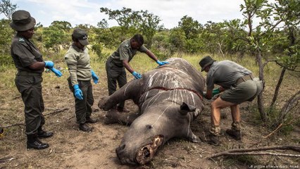 جنوب إفريقيا: الصيد غير الشرعي