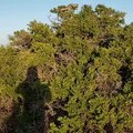 Enormous Rattler Rests atop Tree Branch