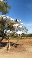 Rare 'Goat Tree' Captured in Morocco