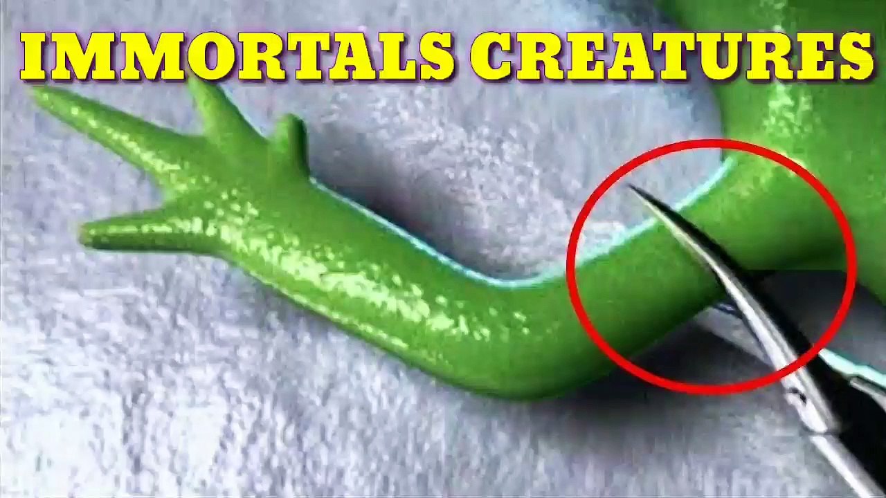 Top 5 Immortal Species on Earth // 5 ऐसे जीव जो कभी नहीं मरते |