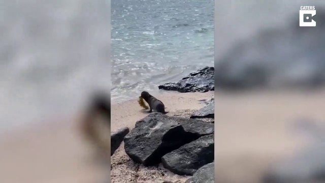 Ce bébé lion de mer joue avec une touffe d'algue comme si c'était un jouet