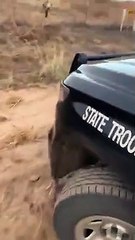 Policial resgata veado que tentava pular a cerca